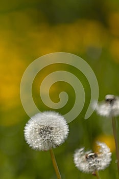 Blowballs of dandelion (taraxacum) in front of a yellow blurry background