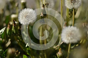 Blowballs in the summer - Dandelion (Taraxacum sect. Ruderalia)