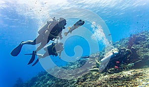 Blowfish accompanies group of tourists scuba diving at coral reef