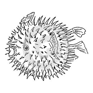 Blowfish or diodon holocanthus. Sketh illustration