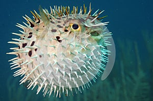 Blowfish or diodon holocanthus underwater in ocean