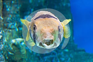 Blowfish or diodon holocanthus underwater in ocean in tropical destination