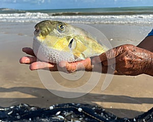 The blowfish fish from the Brazilian coast