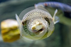 Blowfish or puffer fish