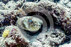 Blowfish or Puffer Fish in Coral Reef, Borneo