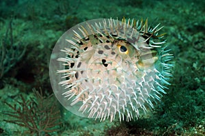 Blowfish or puffer fish in ocean photo