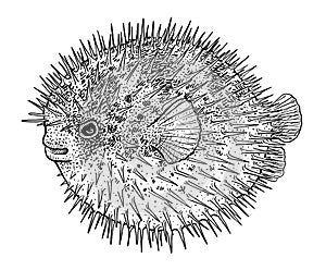 Blowfish, puffer fish or porcupine fish illustration, drawing, engraving, ink, line art, vector photo