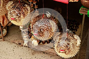 Blowfish or puffer fish in Souvenir shop. Porcupinefish.