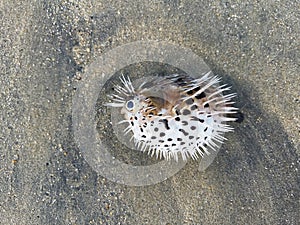 Blowfish or puffer fish washed up on beach