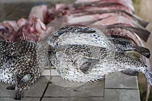 Blowfish or pufferfish or balloonfish or globefish for sell at the street food market in Kota Kinabalu, Malaysia, close up seafood