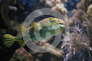 Blowfish swimming