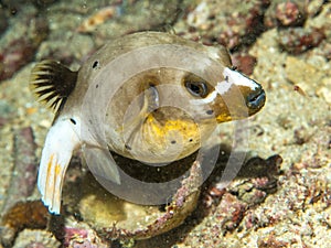 Blowfish swimming at underwater