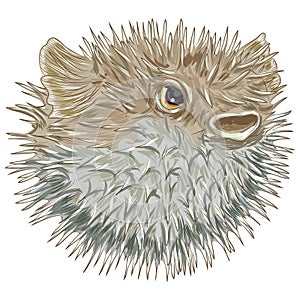 Blowfish. Vector illustration decorative design
