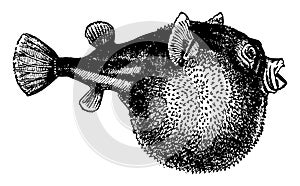 Blowfish vintage illustration