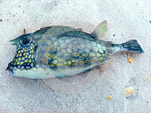 Blowfish washed ashore on the Beach