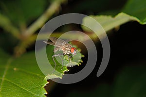 Blowfly (Calliphora)