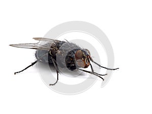 Blowfly, Calliphora vicina, isolated