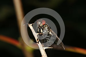 Blowfly (Calliphoridae)