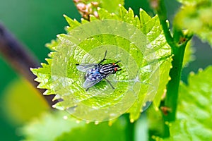 Blowfly, carrion fly, black fly sitting on a green grape leaf close up. Natural background