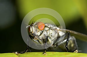 Blowfly close up