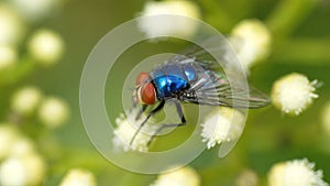 Blowfly on a cluster of white flowers