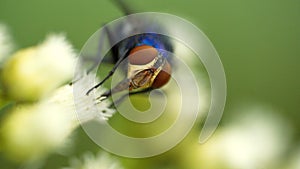 Blowfly on a cluster of white flowers