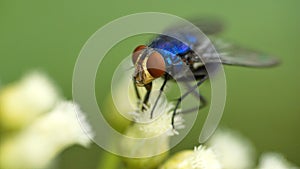 Blowfly on a cluster of white flowers