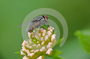 Blowfly, insects,  nature, wallpaper