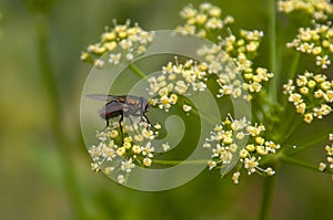 Blowfly perched on a dill plant in garden