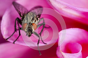 Blowfly on pink flower