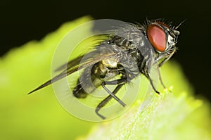 Blowfly Sacrophaga carnaria