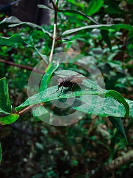 Blowfly sitting on a green leaf close up. Natural background.