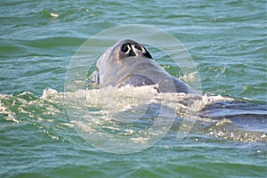 Blowhole of Baby Gary Whale, Guerrero Negro, Baja California photo