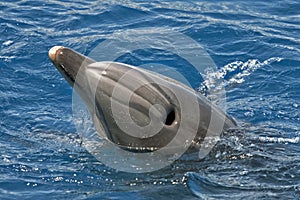 Blowhole of the dolphin