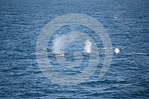 Blowholes of fin whales, finback whales, common rorqual, herring whales. Razorback whales swimming in Southern Ocean, Antarctica