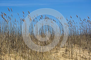 Blowing Beach Grass against Blue Sky