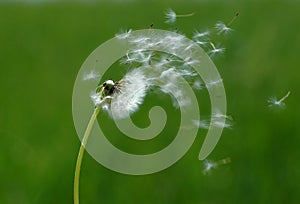 Blowing dandelion img