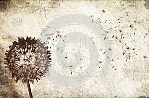 Blowing dandelion background