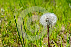 Blowing dandelion clock of white seeds on blurry green background of summer meadow.
