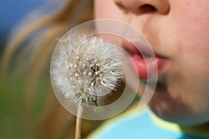 Blowing dandelion seeds