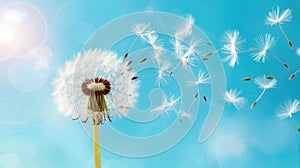 Blowing Dandelion Seeds Against Blue Sky