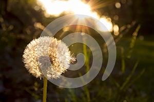 Blowing Dandelion In The Sunset