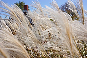Blowing Fall Grasses at the Amana Colonies, Iowa
