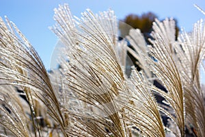 Blowing Fall Grasses at the Amana Colonies, Iowa