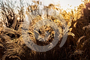 Blowing flower grass touching sunlight