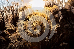Blowing flower grass touching sunlight