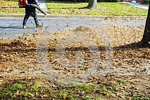 Blowing off leaves falling from trees in man using a blower, a cleaner works