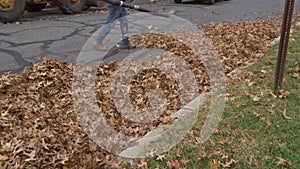 Blowing off leaves falling from trees in man using a blower, a cleaner works