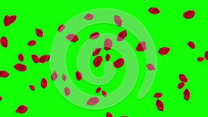 Blowing red rose petals motion graphics with green screen background