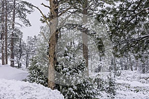 Blowing snow covers the trees and powder covers the floor.